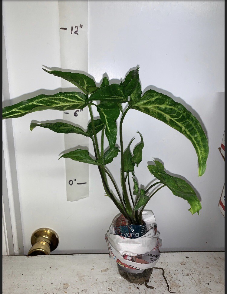 Syngonium Podophyllum Variegated deep cut arrow head plant.