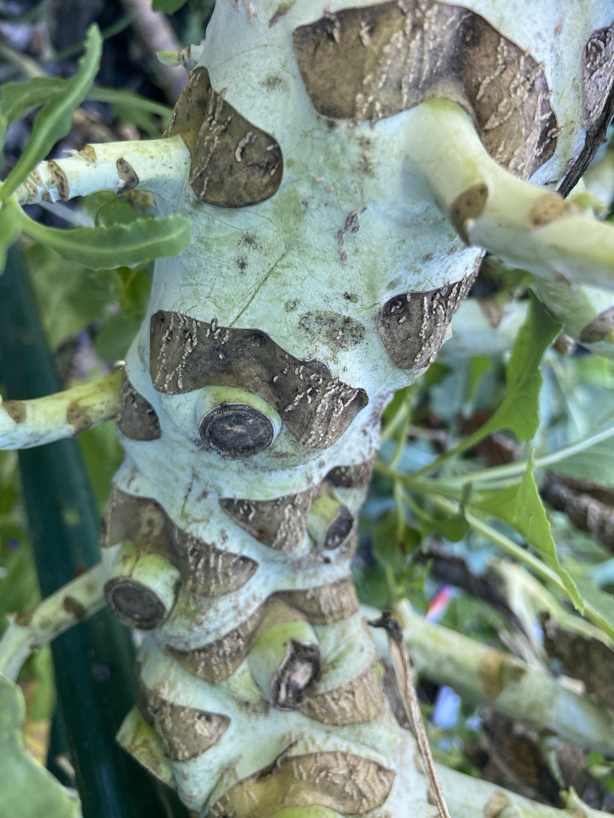 TREE COLLARD SEEDS – 100+ seeds – California variety “MONTARA” – 7 feet tall