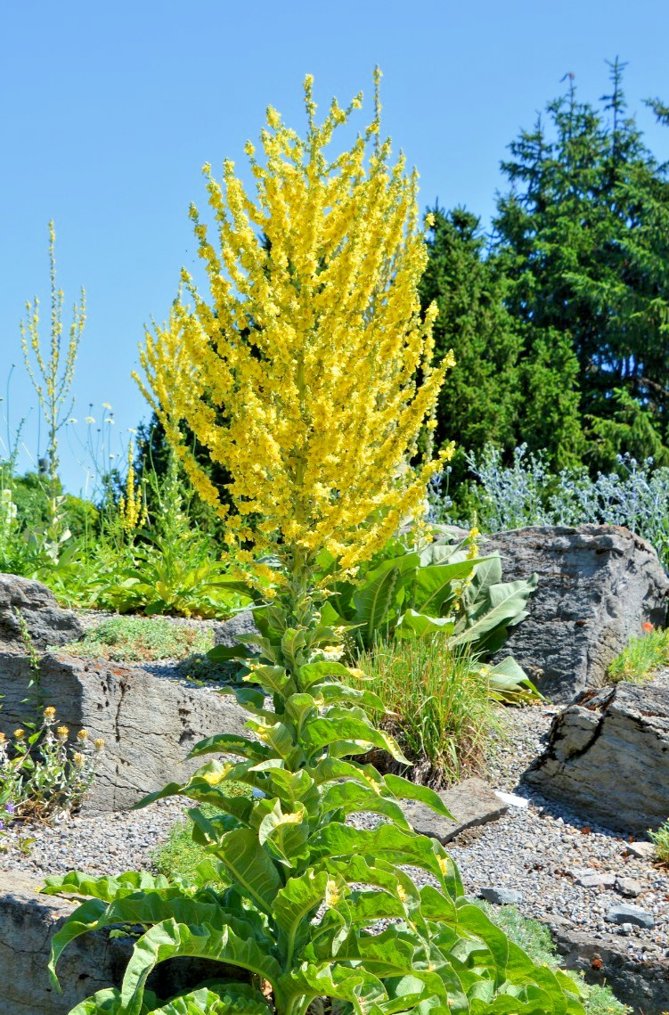 Mullein Olympicum 500 seeds, hardy 6-10′ tall, yellow flowers, Verbascum