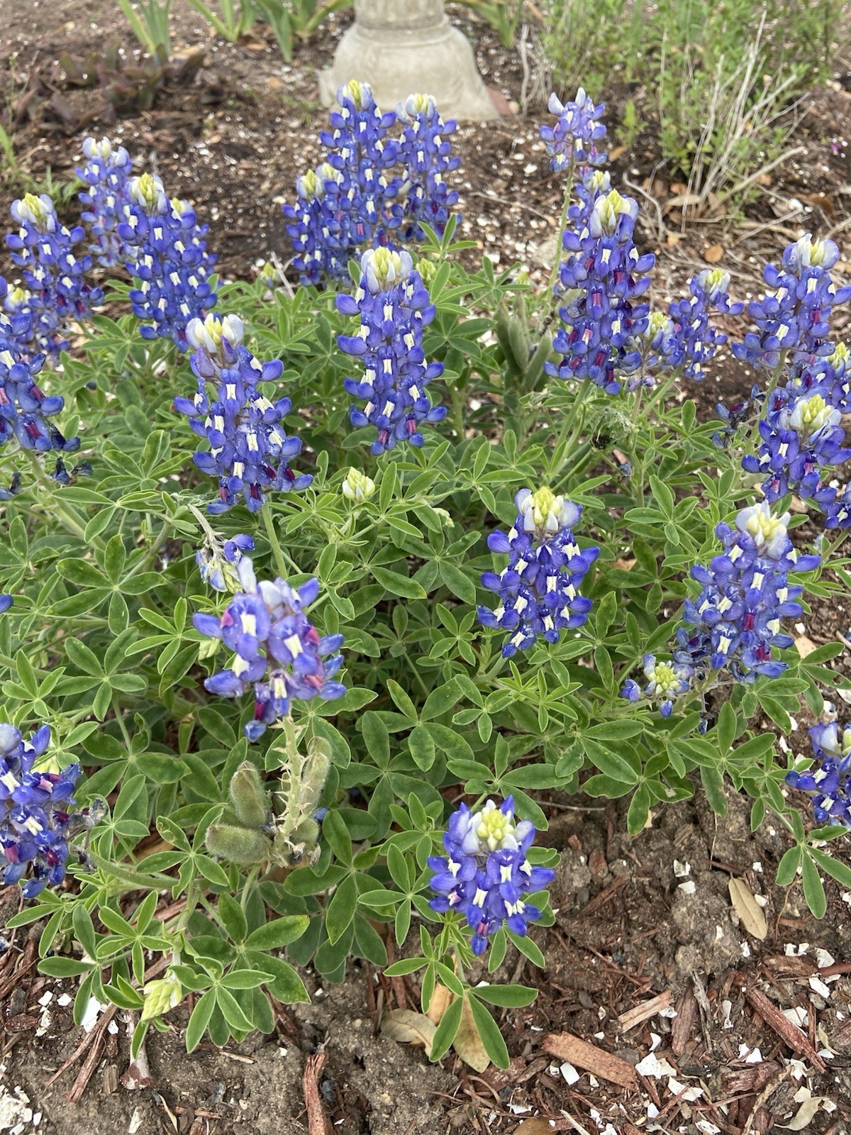 Texas Bluebonnet Seeds – 25 Fresh Seeds – GORGEOUS Blooms!! FREE Shipping