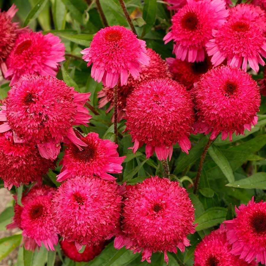 50 Strawberry Coneflower Seeds Echinacea Perennial Flower Seed Flowers US SELLER