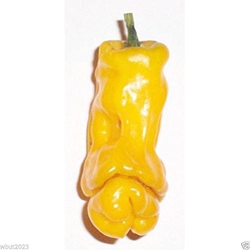 Peter Pepper Seed,Yellow,a.k.a.The Peter Pepper or Penis Pepper,Capsicum annuum.