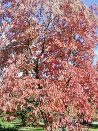 100 Lily of the Valley Sourwood Seeds (Oxydendrum arboreum) | Honey Bee Tree