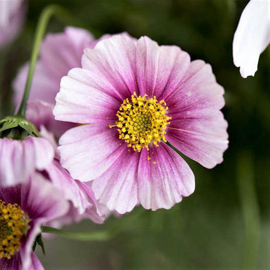Cosmos DAYDREAM Pastel/Pink Flowers 3-5′ Tall NEW Hybrid Non-GMO 100 Seeds