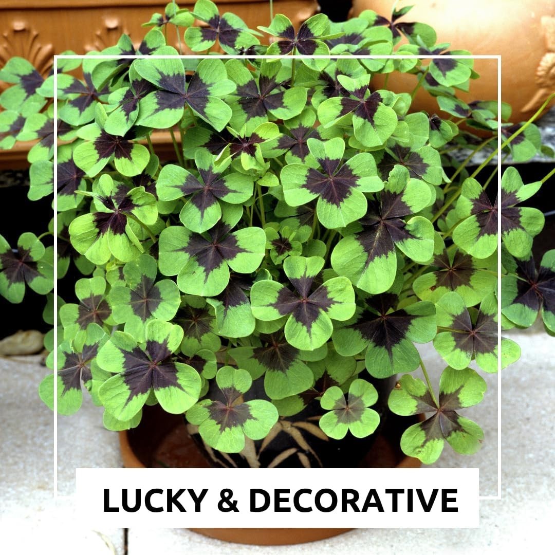 24 Pack Iron Cross Shamrock Plant Bulbs, Live Oxalis Bulbs for Indoor Outdoor…