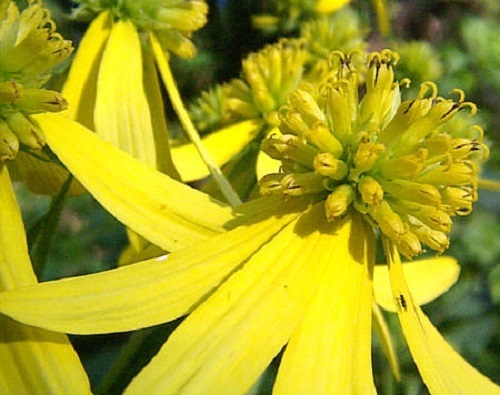 50+ YELLOW IRONWEED / WINGSTEM / ACTINOMERIS FLOWER SEEDS / SHADE PERENNIAL