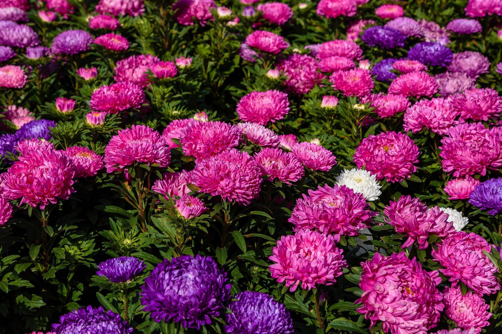 30 MIXED PAEONY ASTER Callistephus Peony Red Pink Blue Purple + Flower Seeds