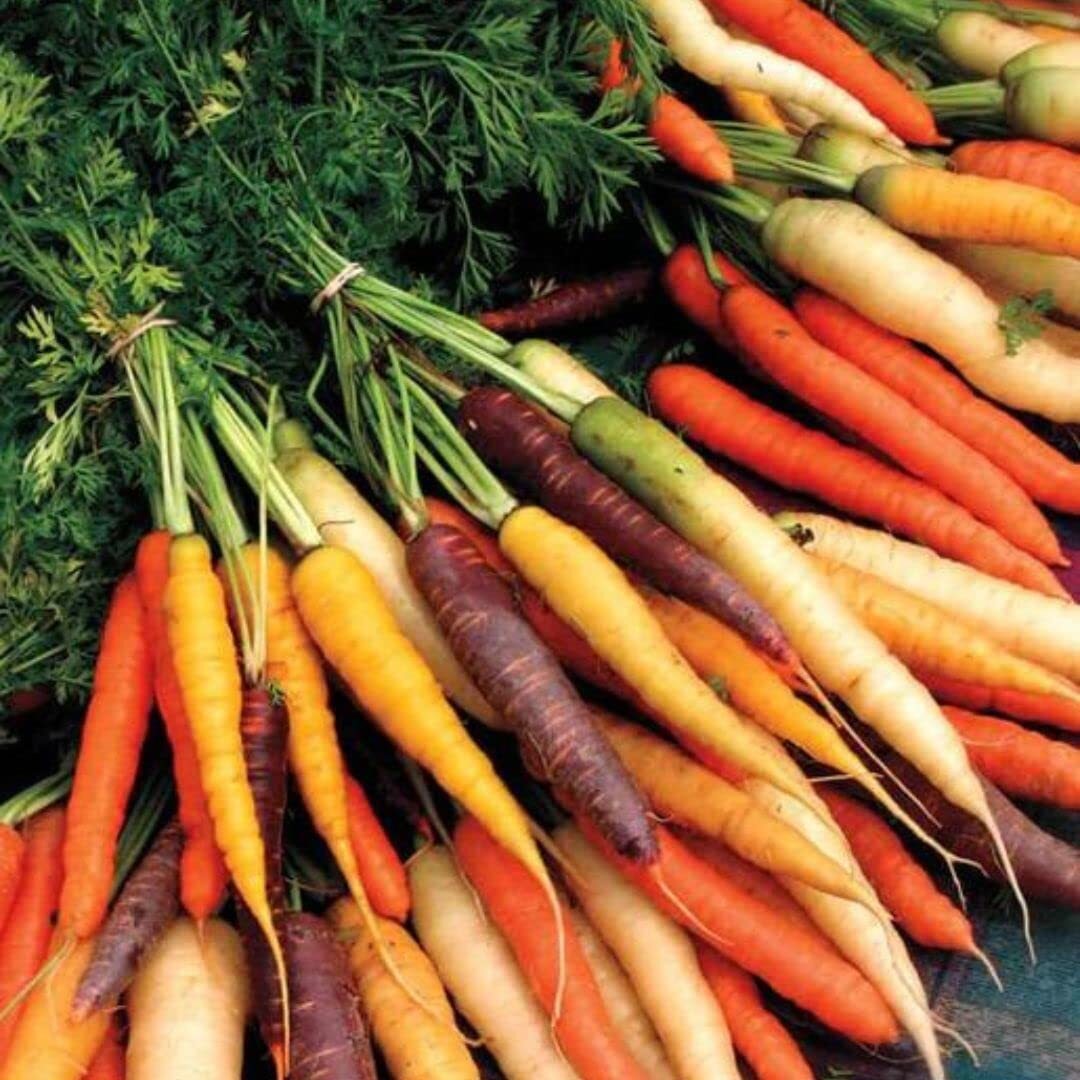 Rainbow Carrot Seeds for Planting | Non-GMO & Heirloom Vegetable Seeds | 750 Car
