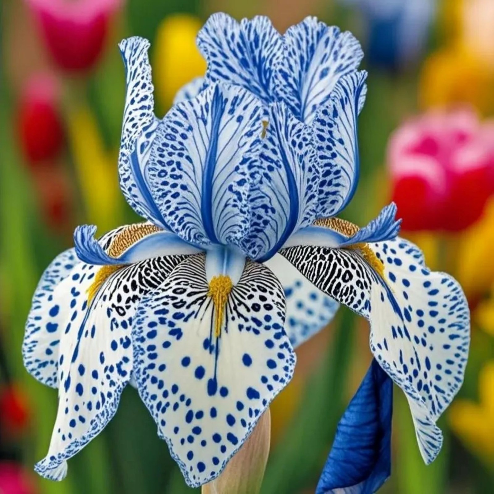 100 Iris Seeds Stardust Snow Flower Plant (much less money than bulbs)