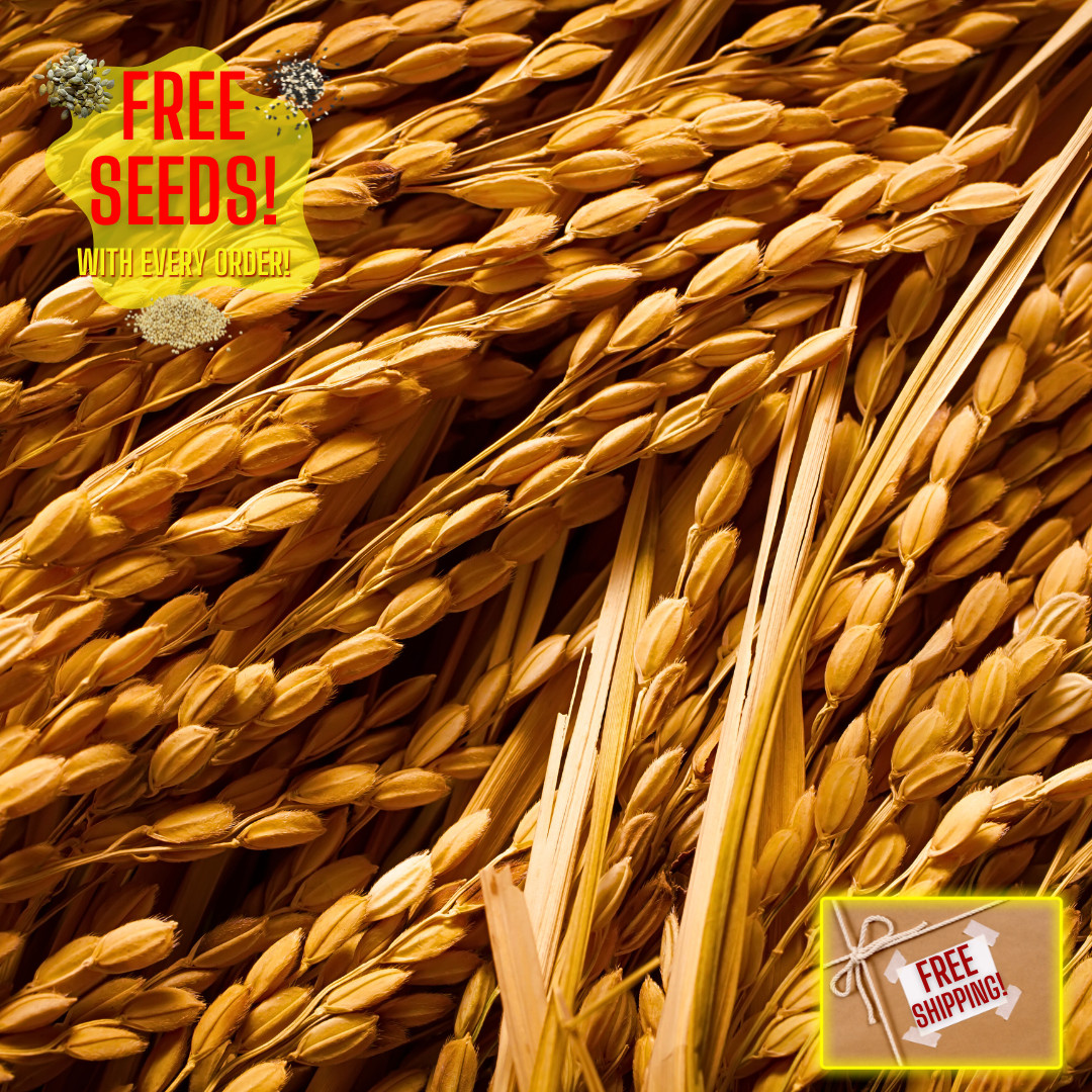 Fresh Yukihikari Rice Plant Seeds | Brown Rice | Heirloom Non-GMO | Grain Seeds