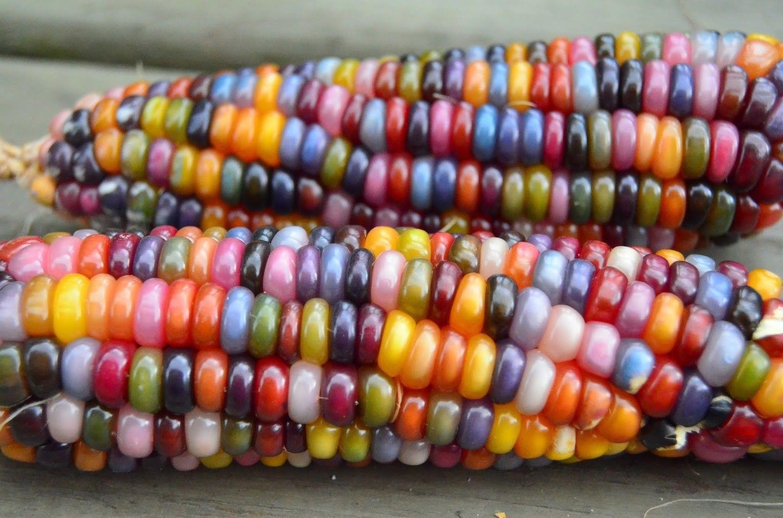 Glass Gem Ornamental Corn Seeds ORGANIC | Rainbow Color Flint Popcorn Seed 2023