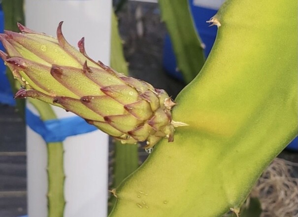 ULTRA RARE Desert King Dragon Fruit 12″ (1)+Frankie Red 12″(1) flesh cutting