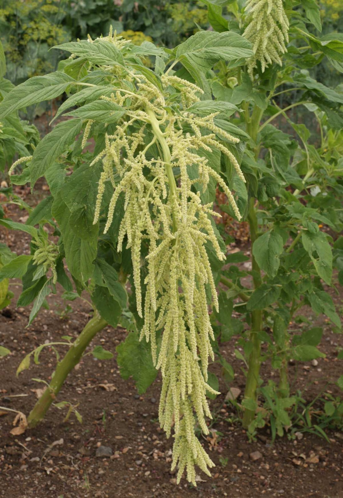 Amaranth Seeds – Green Tails, 50 Seeds Per Packet, Non-GMO