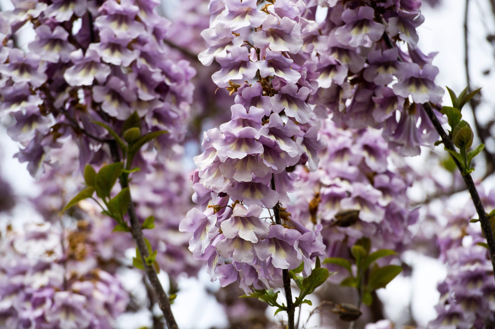 400 ROYAL PAULOWNIA EMPRESS TREE Tomentosa Flower Seeds Seeds *Flat S/H