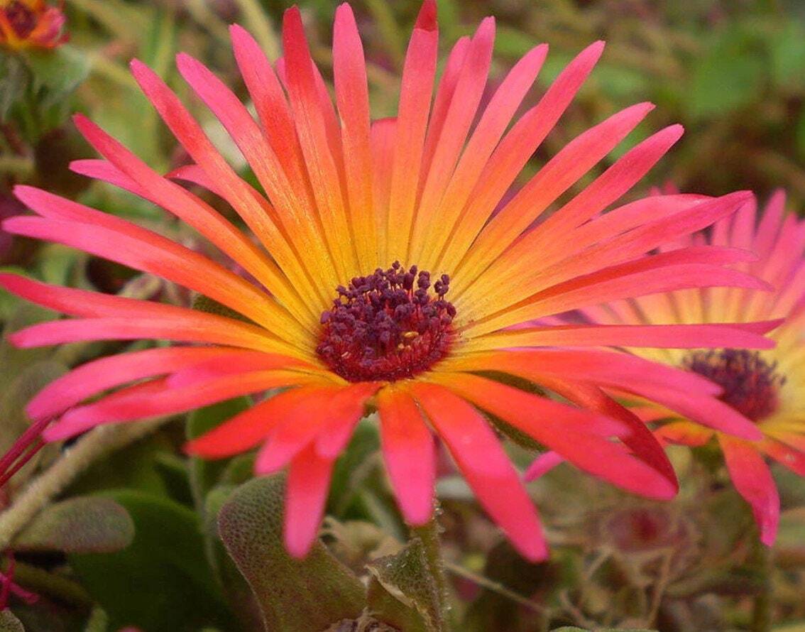 20 Ice plant drought resistant flower seeds for spring summer pink Yellow White
