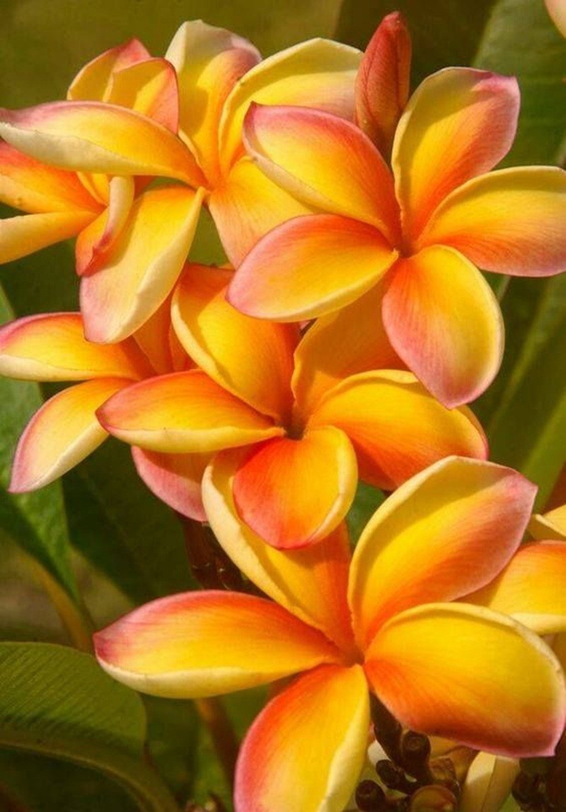 5 Yellow Orange Plumeria Seeds Perennial Flowers Seed Frangipani US SELLER