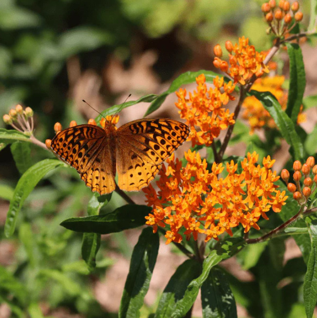 Set 2 Orange Milkweed Live Starter Plant – 3-8″ Tall – Monarch Butterfly Attract