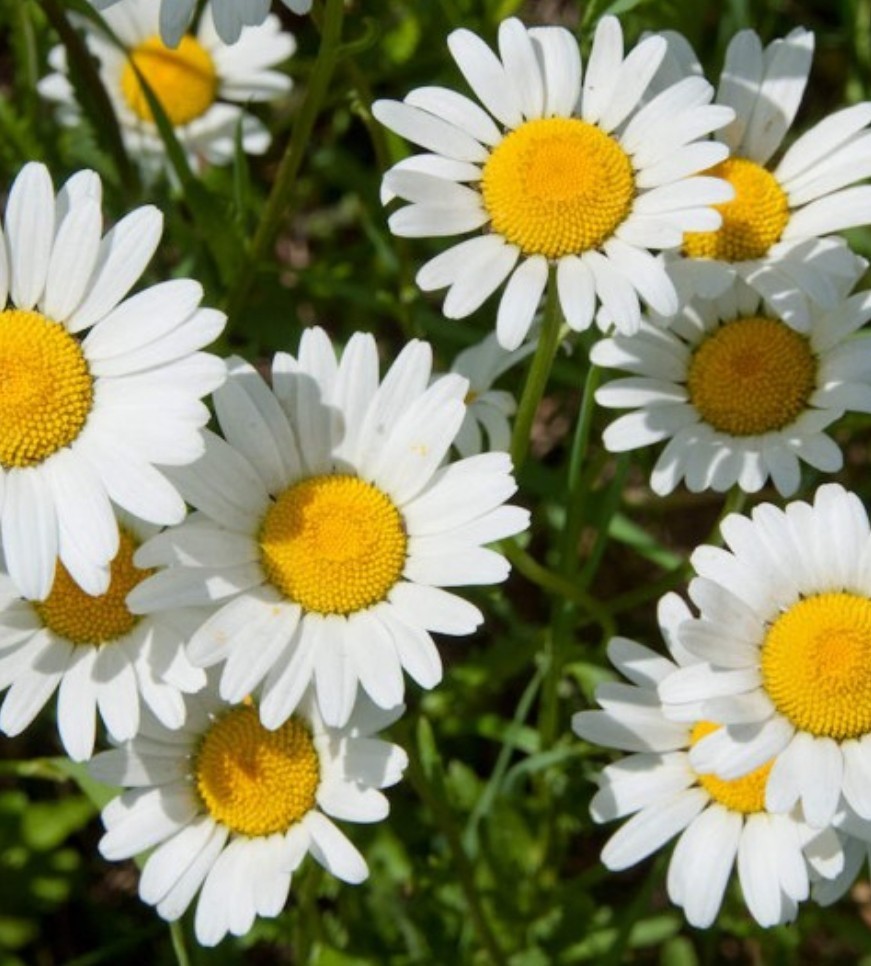 500+ Ox Eye Daisy Seeds **Fresh Seeds** ~~Free Shipping~~