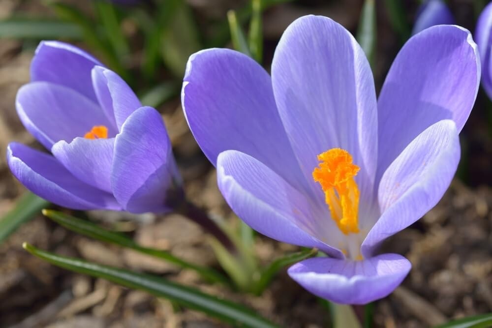 Crocus Flower Record Bulbs for Planting
