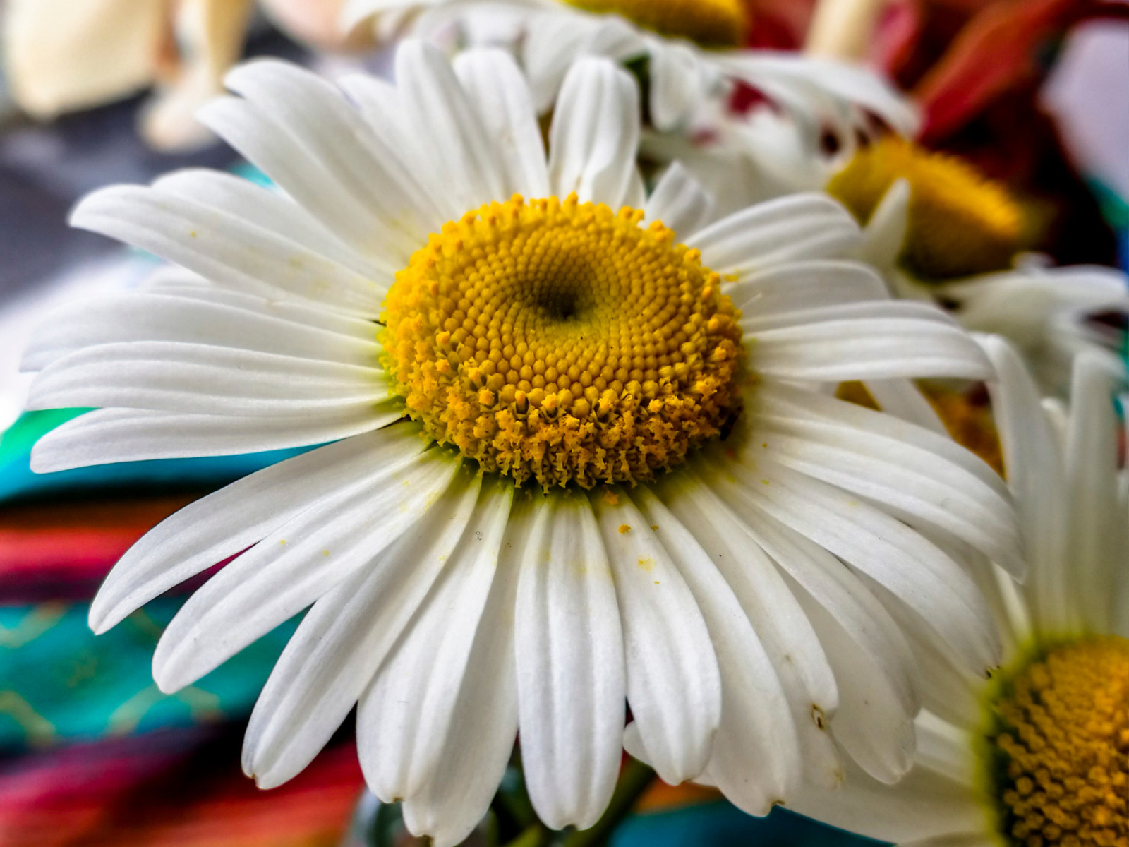 100 Seeds| Shasta Daisy Seeds #N009