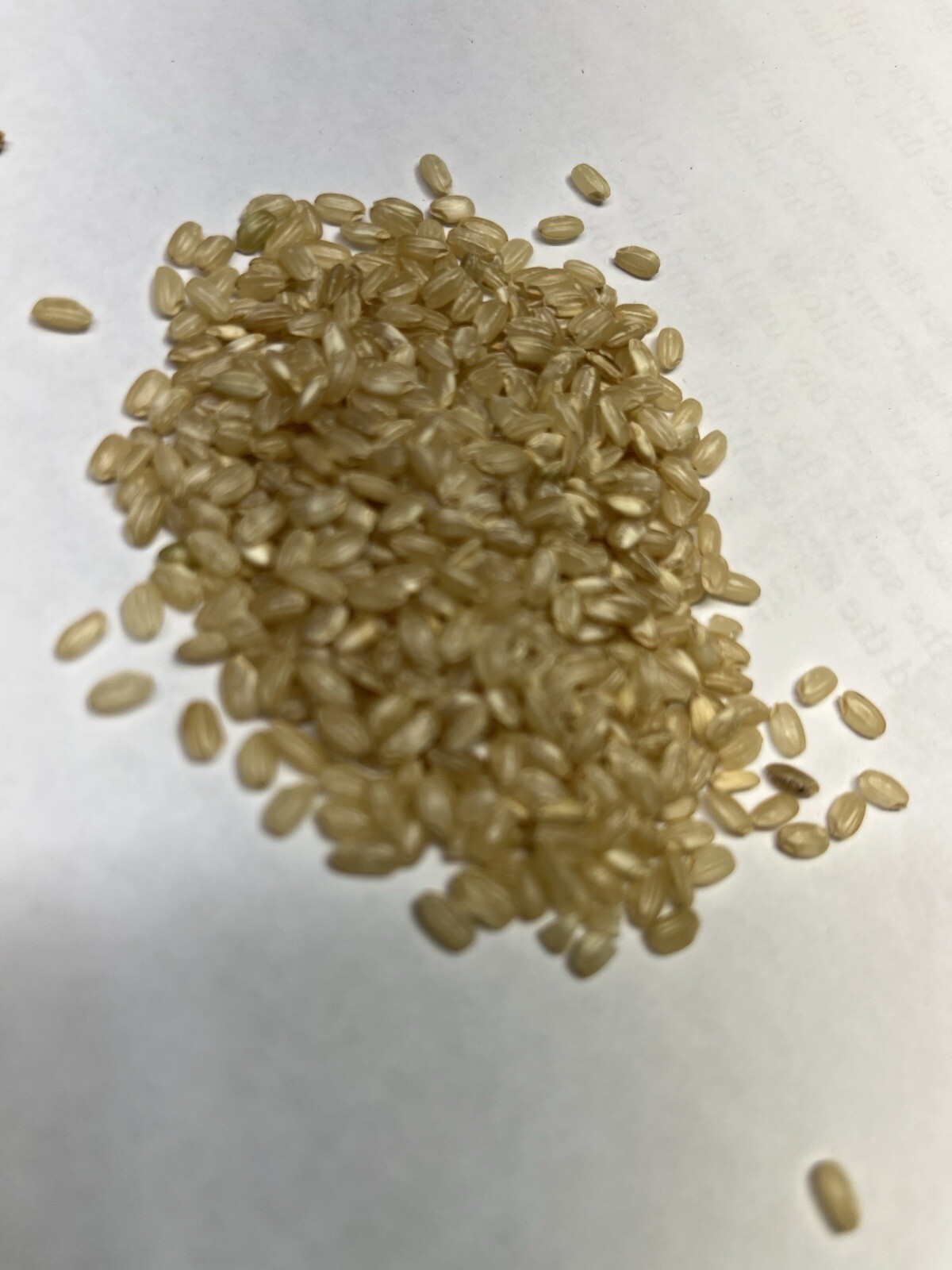 Brown rice 400 seeds Short grain easy to grow organic plants viable!