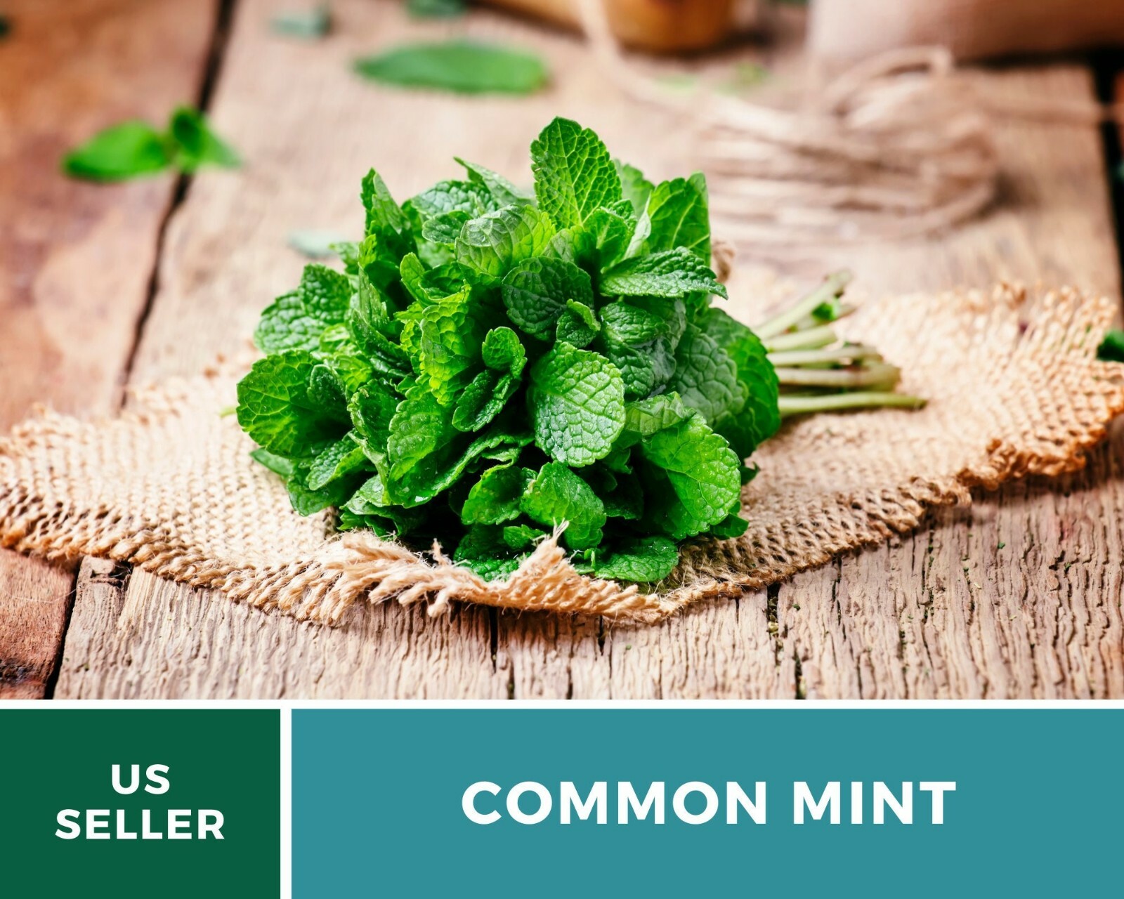 Mint, Common – Heirloom Seeds – Medicinal & Culinary Herb – GMO Free (Mentha spp