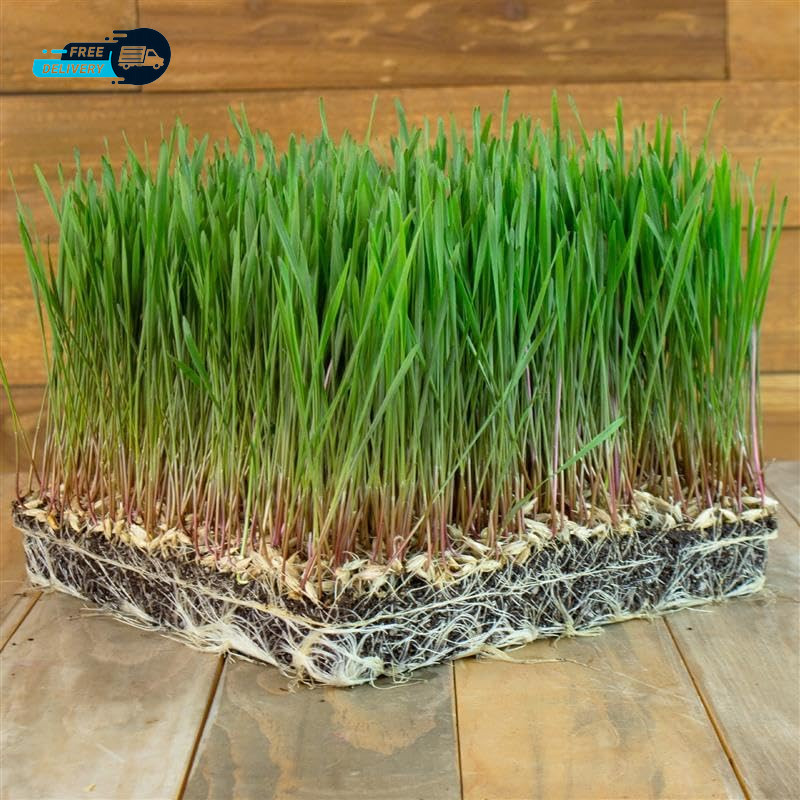 Unhulled Organic Einkorn Grain Seeds Ancient Heirloom Wheat for Planting