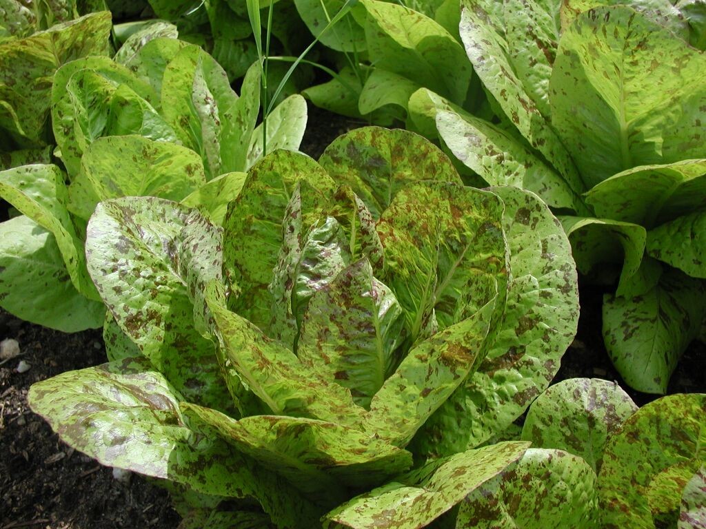 Freckles Romaine Lettuce Seeds | Lactuca Red Speckled Leaf Vegetable Seed 2024