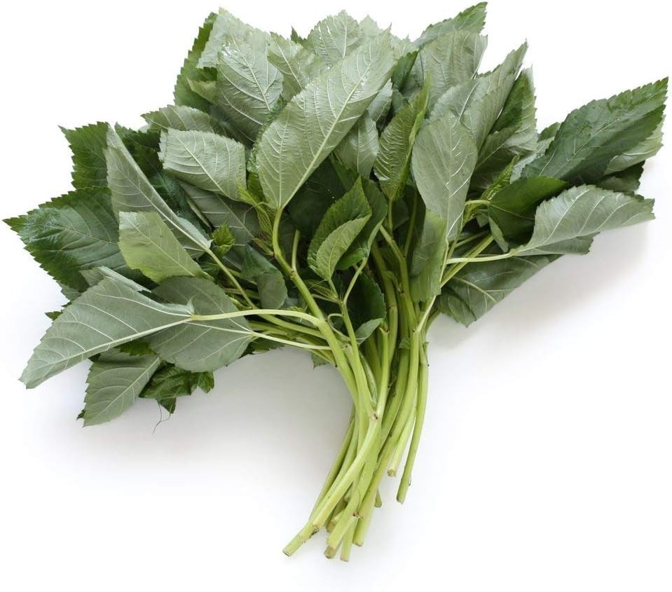 1000 Egyptian Spinach Seeds (Saluyot) – Nutrient-Rich Greens for Spring