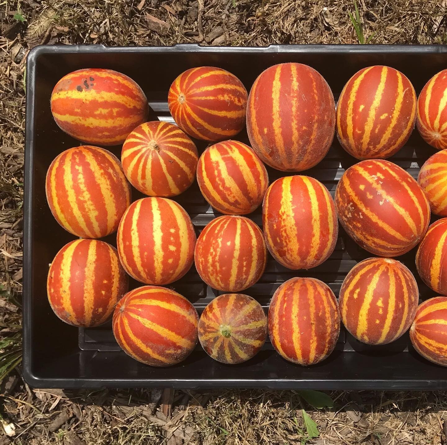 Rich Sweetness Pocket Melon Seeds Fruity Mini Breakfast Fruits Aromatic Tracking