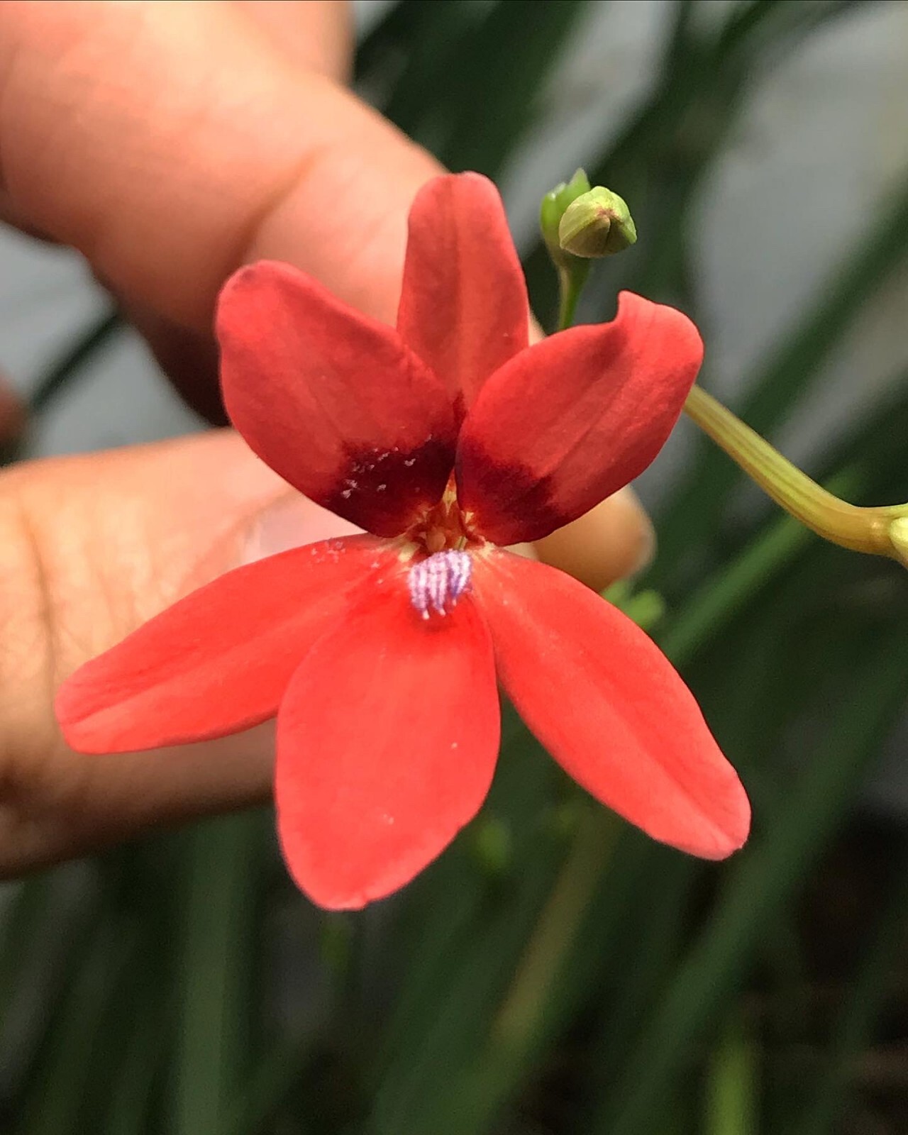 Freesia laxa “Orange Flower” Seeds, Subtropical Flowering Bulb Plant