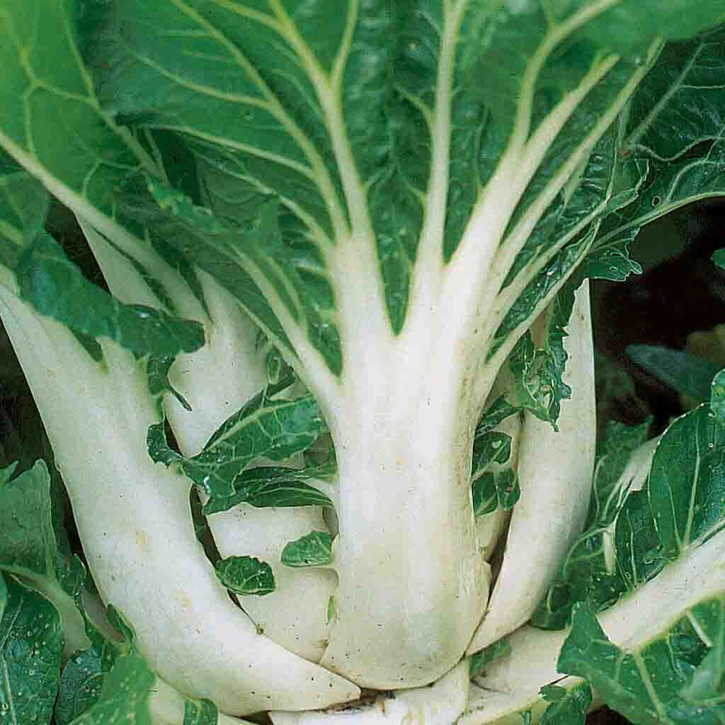 Baby Canton Milky White Steam Pak Choi/Bok Choy Chinese Cabbage Seeds Sz:100-500