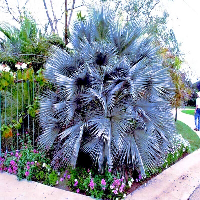10 Mexican Blue Hesper Fan Palm Tree Seeds Grey Goddess Tropical Cold Hardy!