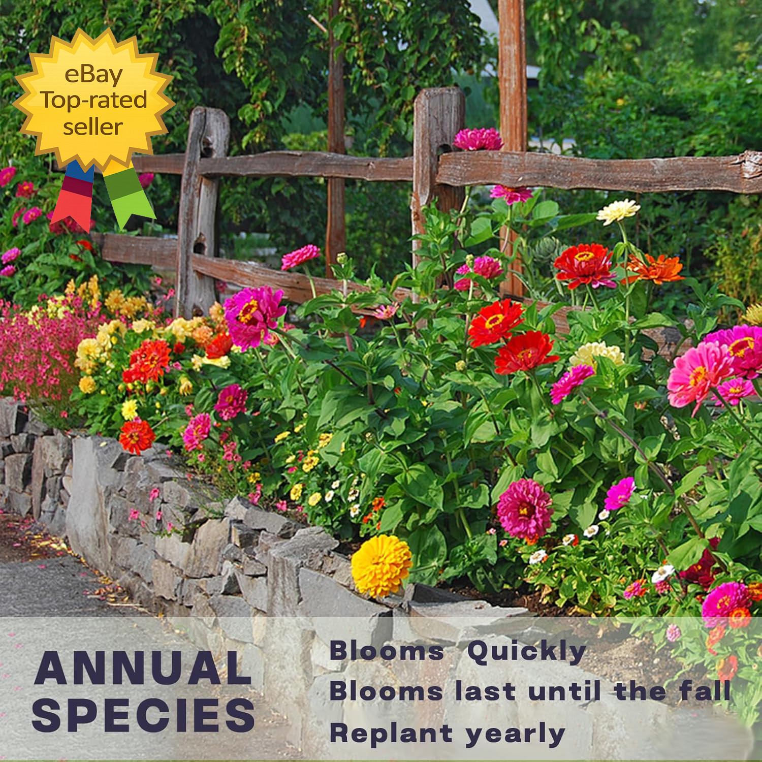 Zinnia Seeds Bulk 5,000 plus Outdoor Flower for Planting Giant Zinnia Seeds for
