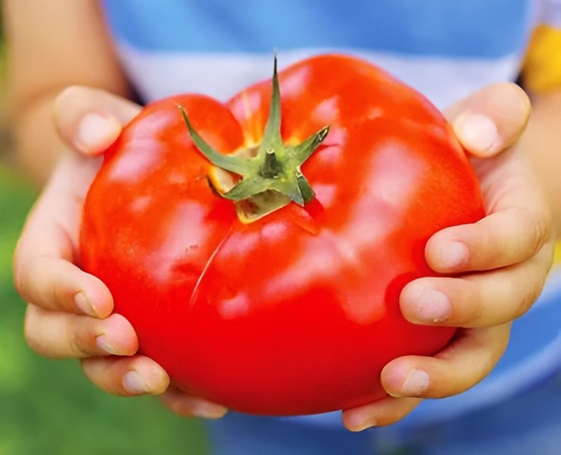 75 Heirloom Mortgage LIfter Tomato Seeds – Huge 4LB Tomato!!