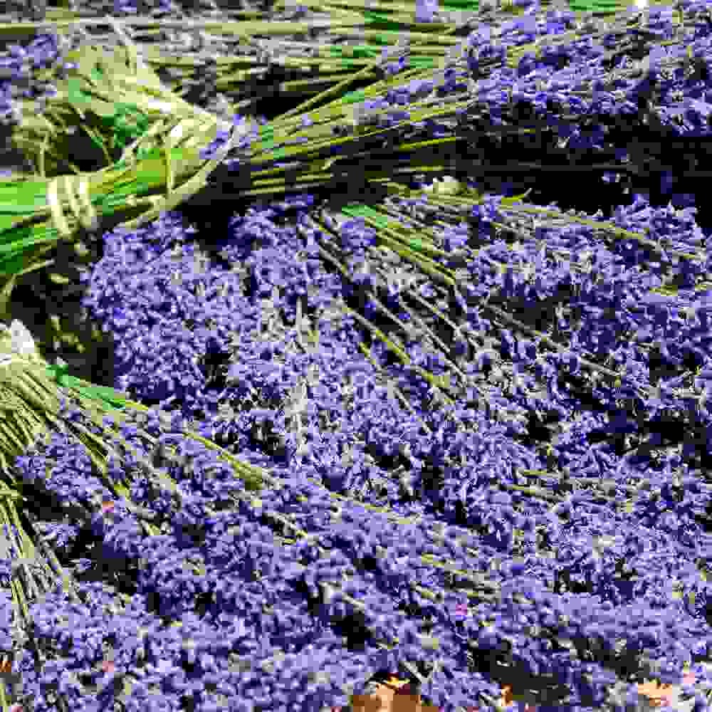 2000 Seeds Lavender Hidcote Drought Tolerant Herb Garden Plants For Xeriscaping