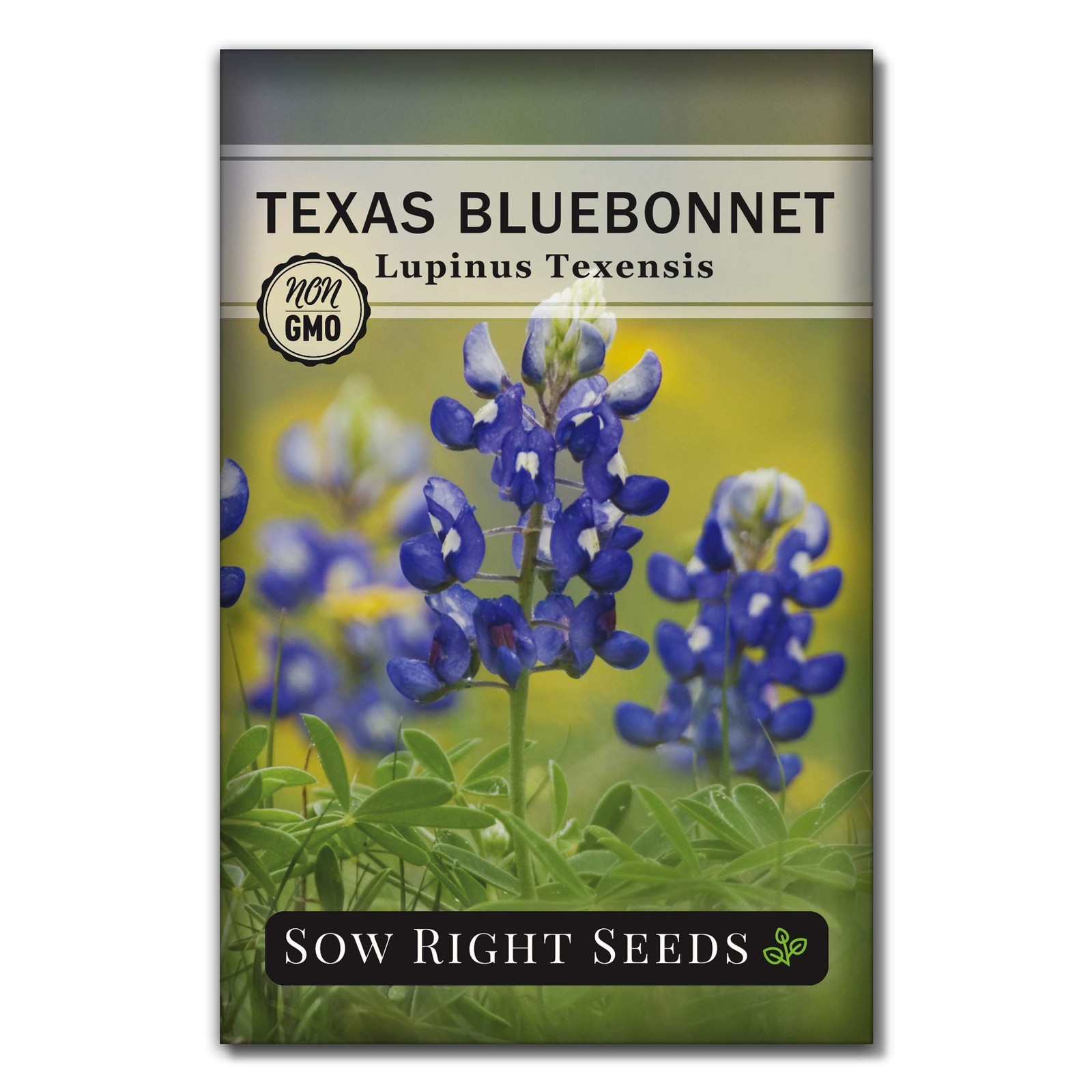 Sow Right Seeds – Texas Bluebonnet to Plant – Non-GMO Heirloom Blue