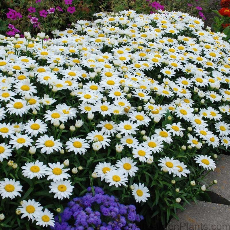 10,000 +/- Shasta Daisy Seeds Non-GMO