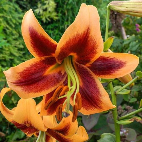 1 – RED MORNING Giant Orienpet Lily Flower Bulb – Perennial Eye Catching Blooms