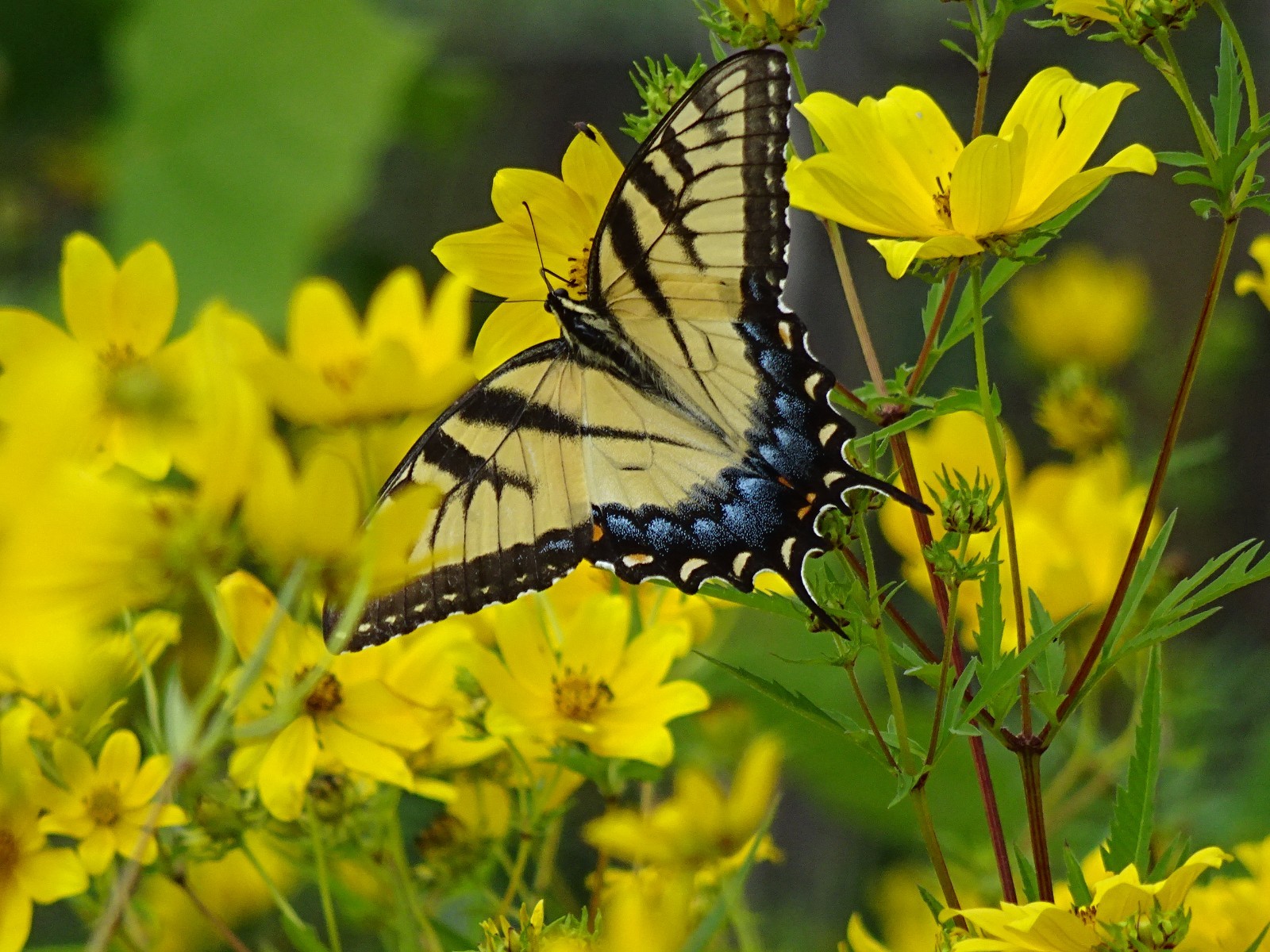 Tall Swamp Marigolds Bidens aristosa Native Annual Wildflower seeds from 2023