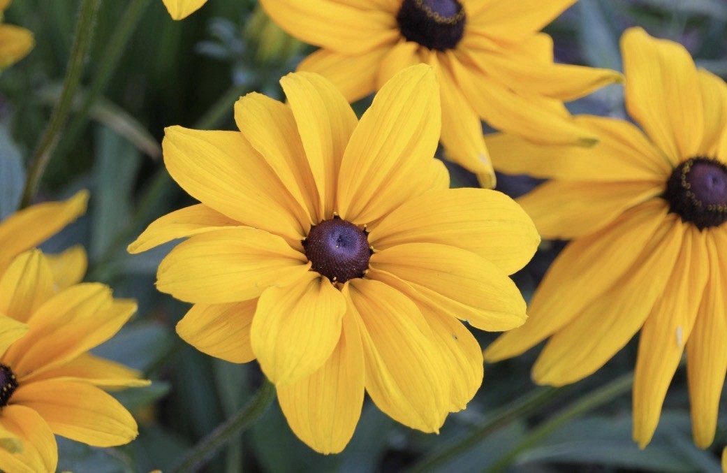 10 Black Eyed Susan (Rudbeckia Hirta) Flower (10 Seeds) Yellow FREE SHIPPING