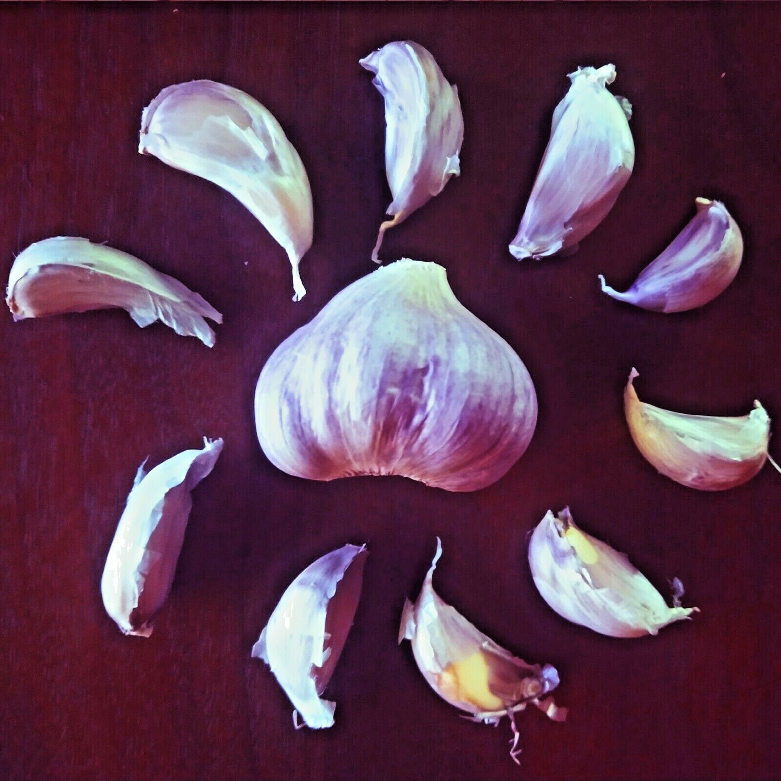 Chesnok Red GARLIC 1 bulb – 16lbs Fresh Organic Heirloom Hardneck Plant or Cook