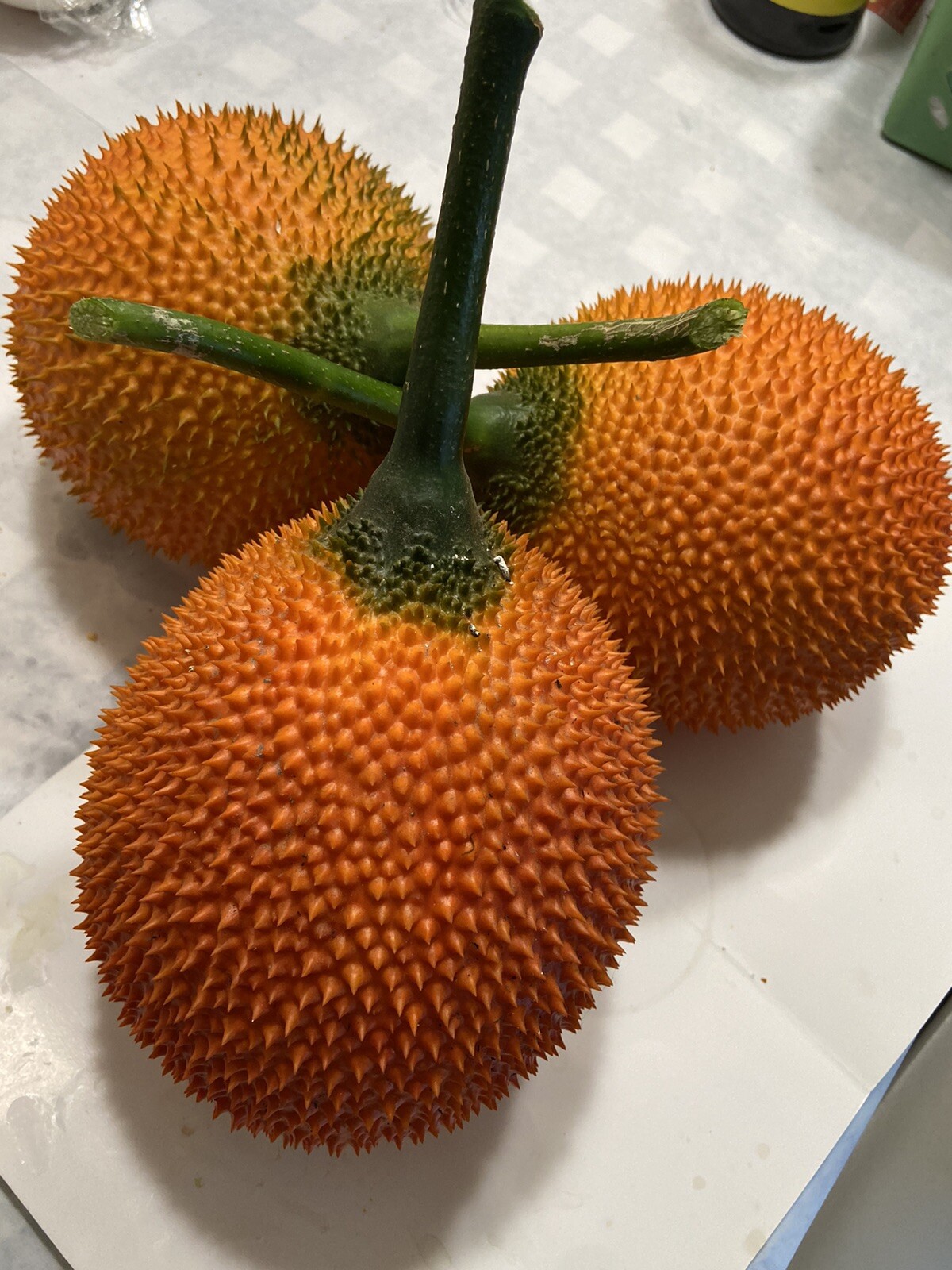 GAC FRUIT Melon Vine Momordica Cochinchinensis Seeds ( Hột Trái Gấc )
