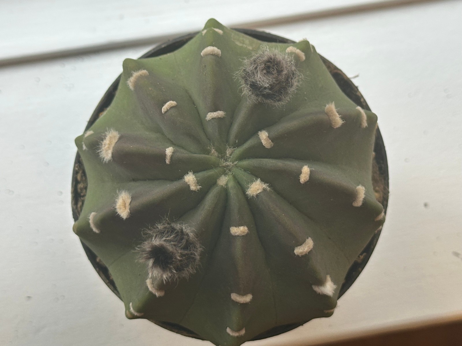 Echinopsis subdenudata Live Domino Easter Lily Cactus in 4″ pot FREE SHIPPING