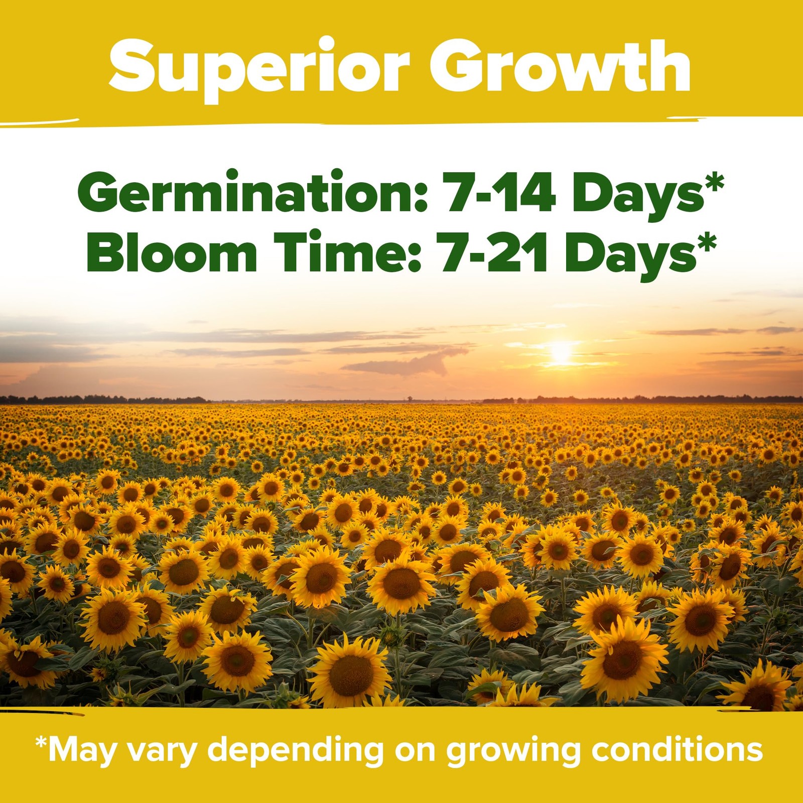 8 Varieties Non-GMO Sunflower Seeds Packets to Plant Dwarf Mexican Wild Lemon