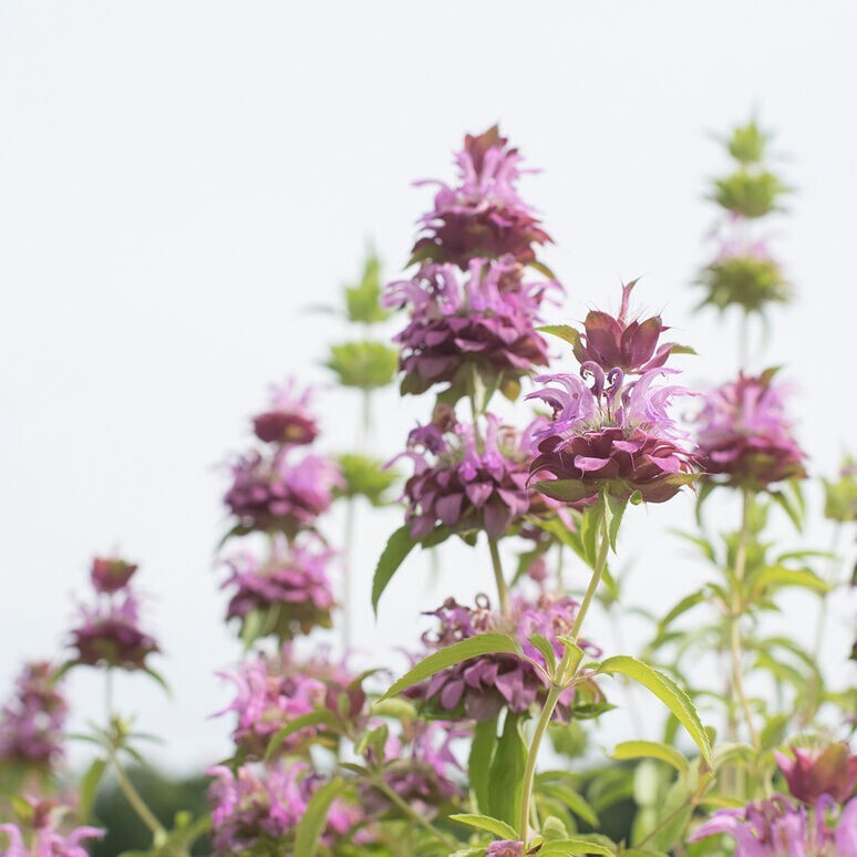 200+ Monarda Lemon Mint seeds