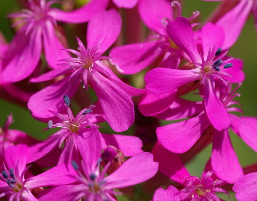 Lychnis viscaria – Sticky Catchfly seed
