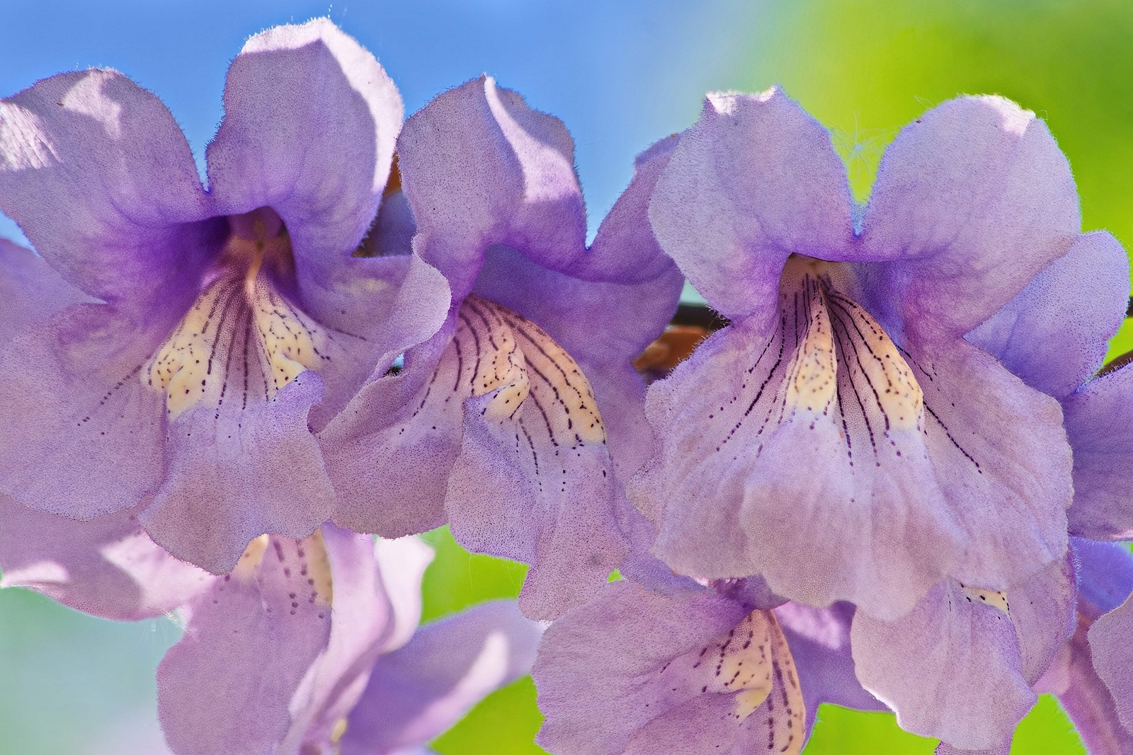 400 ROYAL PAULOWNIA EMPRESS TREE Tomentosa Flower Seeds Seeds *Flat S/H