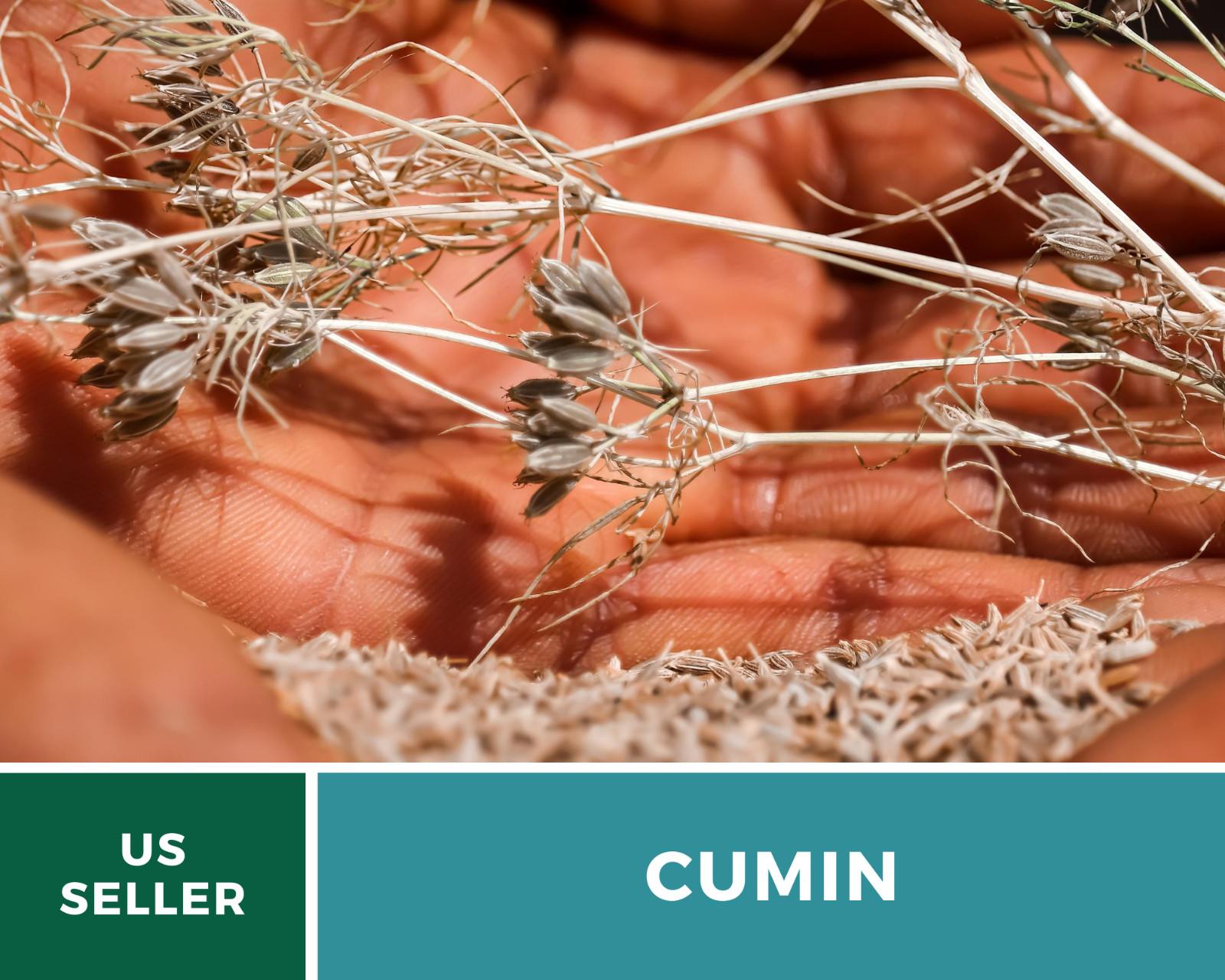 Cumin – 100 Seeds – Medicinal & Culinary Herb – Heirloom – Non GMO