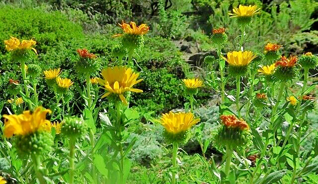 Puget sound gumweed, 200 seeds, Grindelia, medicinal herb, wildflower